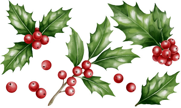 A collection of watercolor holly berry plant illustration with green leaves and  vibrant red berry fruits for holiday occasion, isolated on transparent background.