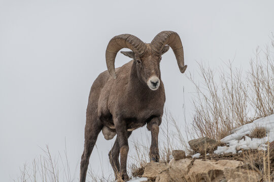 View of a bighorn sheep with large curved horns standing on a rocky, snowy slope in Yellowstone National Park, United States.