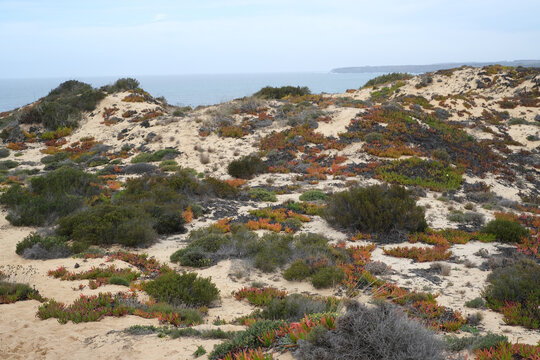 Sand Dunes Covered with Carpobrotus Edulis Succulents at Praia do Almograve, Portugal
