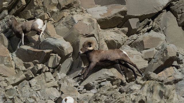 View of bighorn sheep navigating a steep rocky slope in Yellowstone National Park, United States.