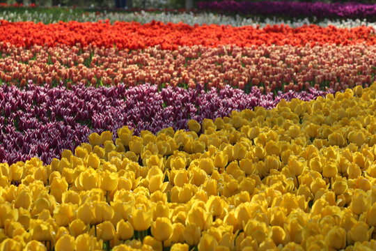 View of vibrant rows of yellow, purple, pink, and red tulips blooming in Alaaddin Hill Park in Selcuklu, Konya, Turkiye.
