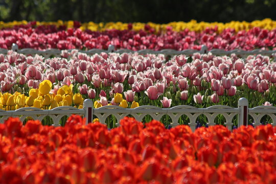 View of vibrant rows of red, pink, and yellow tulips blooming in Alaaddin Hill Park, separated by decorative white fences in Selcuklu, Konya, Turkiye.