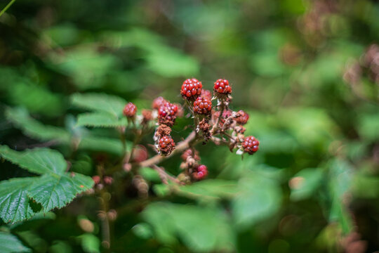 View of wild blackberries growing on a leafy branch in a natural setting in Lansallos, England, United Kingdom.