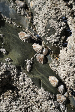 Limpets and Barnacles on Atlantic Coast Rock 
