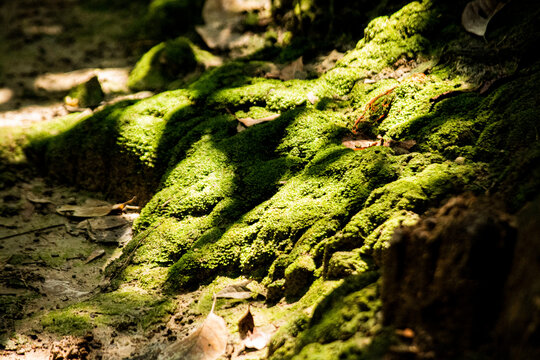 Vibrant Green Moss Covering Tree Roots and Forest Ground in Sunlight