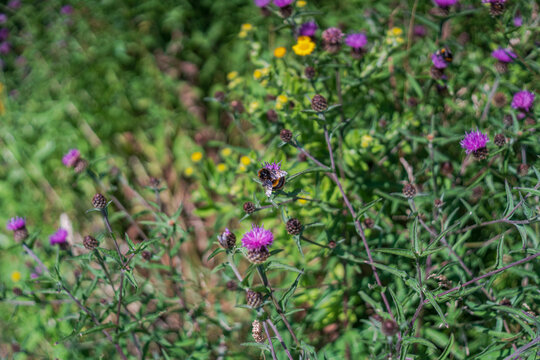 View of a bumblebee pollinating purple knapweed flowers in a lush meadow in Lansallos, England, United Kingdom.