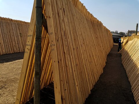 View of neatly stacked wooden planks and poles drying in an industrial timber yard with a worker visible in the background in Pretoria, Gauteng, South Africa.