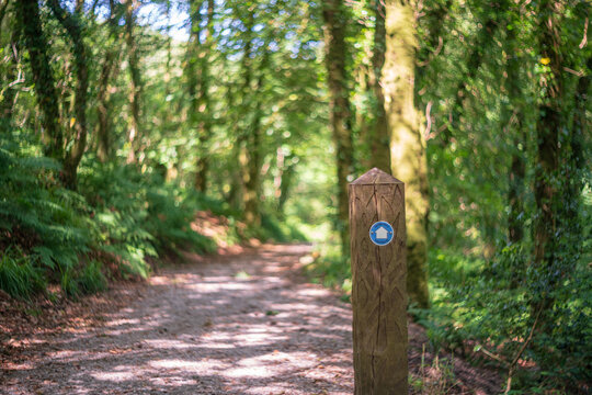 View of a wooden trail marker with a blue arrow sign along a gravel path winding through the lush green forest of Golitha Falls National Nature Reserve, Liskeard, England, United Kingdom.