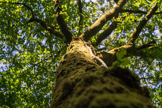 View of a mossy tree trunk reaching towards the sunlit canopy in the lush forest of Golitha Falls National Nature Reserve, Liskeard, England, United Kingdom.