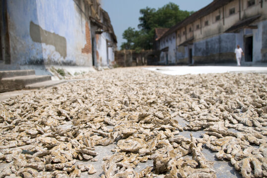 Sun drying process of raw ginger roots on a spice plantation yard in Kochi.