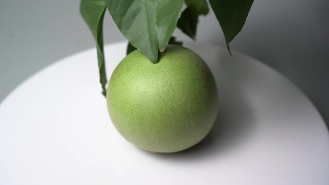 Bael Fruit &ndash; Aegle Marmelos, Traditional Indian Wood Apple Fruit with Hard Shell, Aromatic Pulp, Natural Nutrition and Ayurvedic Heritage