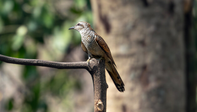 Barred Cuckoo Resting on Wooden Perch