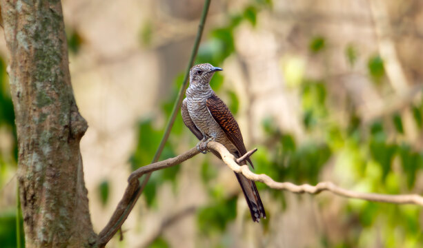 Barred Cuckoo Perched on Forest Branch
