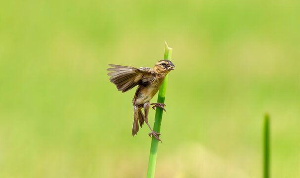 Asian golden weaver Landing on Green Stem