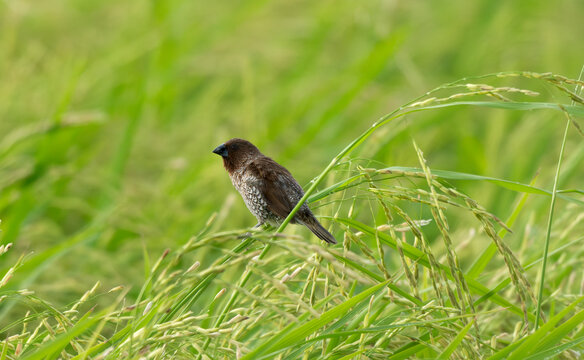 Scaly Breasted Munia Among Ripening Rice