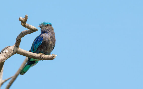 Colorful Indian Roller Perched Against Blue Sky