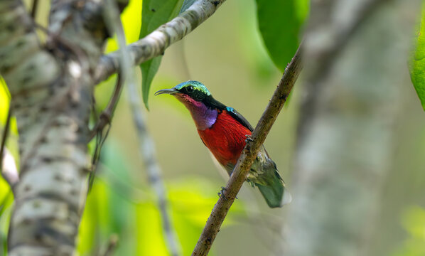 Brilliant Sunbird Perched in Tropical Woodland
