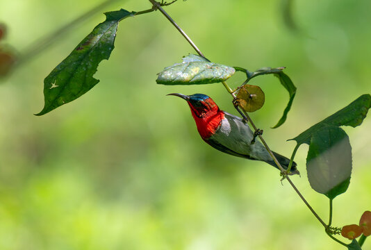 Red Sunbird Perched on Tropical Vine