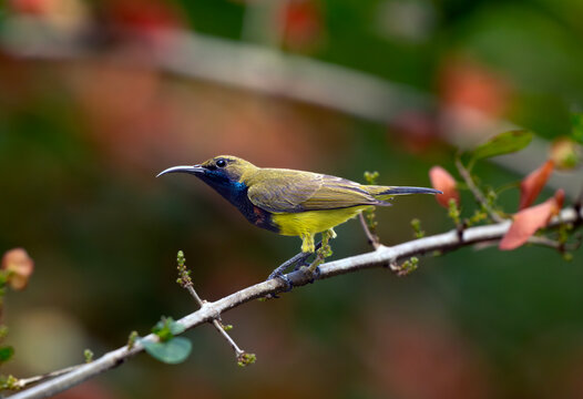 Olive Sunbird Perched on Flowering Branch
