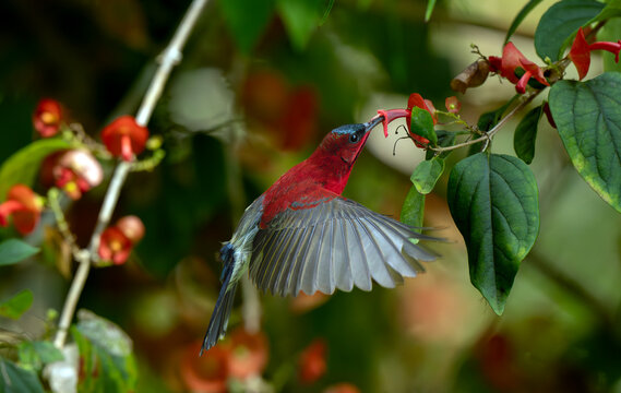 Red Sunbird Feeding From Tropical Flower