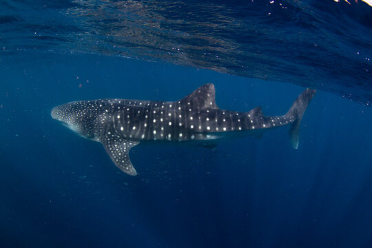 View of a whale shark swimming through the deep blue waters of the Ningaloo Reef near Exmouth, Western Australia, Australia.
