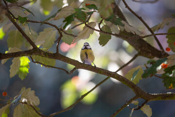 Eurasian Blue Tit Perched on Tree Branch Among Green Leaves © Sabriel Smutný
