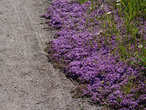 Grey creeping thyme (Thymus praecox) forming a dense vibrant purple border along a gravel pathway