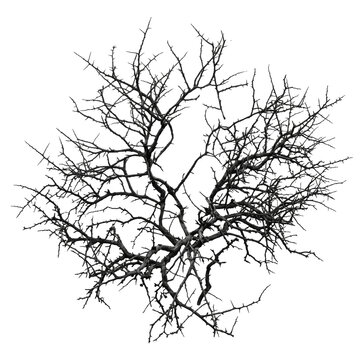 Top down view of a bare deciduous tree showing intricate branching patterns and rough textured dark wood against a stark backdrop.