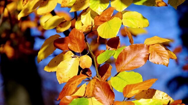 A close-up view of tree leaves changing color in autumn. The foliage displays a vibrant color gradient ranging from golden yellow, orange, and brown to a subtle touch of green.