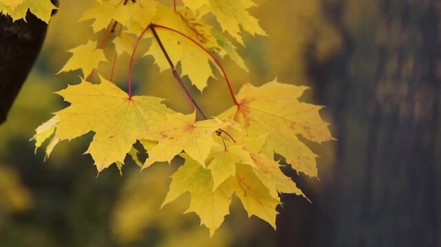 Bright yellow autumn maple leaves hanging from tree branches. The leaves appear to glow in the soft light against a serene, blurred (bokeh) background.