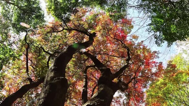 The foliage at the top displays a gradient of red, orange, and reddish hues that blend beautifully with the surrounding green leaves.