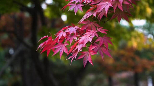 The purplish red maple leaves sway gently in the evening breeze against the blurry background of the trees (bokeh), creating a natural atmosphere that is calm, aesthetic and full of warmth.