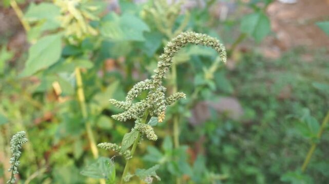 Green wild amaranth plant swaying gently in the summer breeze surrounded by lush garden foliage video footage.