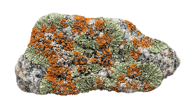 Granite rock covered with orange and light green lichen white on transparent background