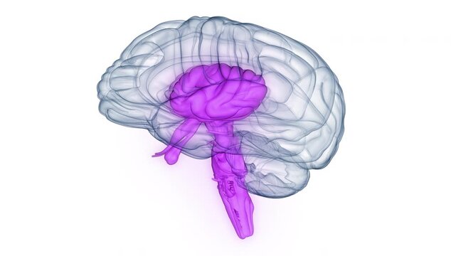 Central Organ of Human Nervous System Brain Anatomy Animation Concept