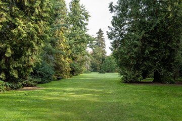 Obraz premium Green park path with trees on either side during a clear day
