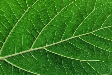 Macro Close-Up Shot of Fresh Green Leaf Texture and Veins Pattern © Putu