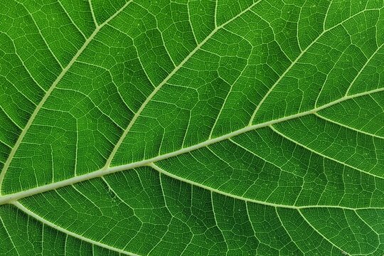 Macro Close-Up Shot of Fresh Green Leaf Texture and Veins Pattern