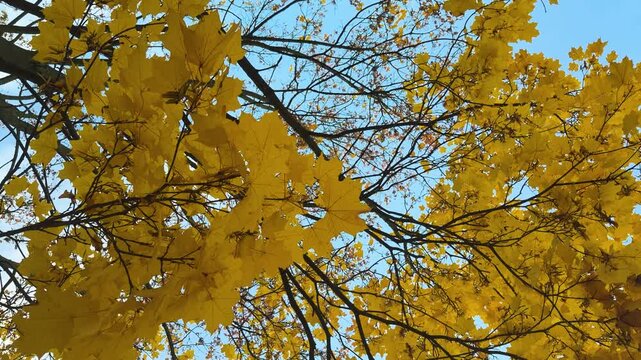 Overhead view of golden-yellow birch canopy with delicate branches and falling leaves against clear blue sky, bright midday light enhancing warm autumn tones and fine leaf detail, diagonal