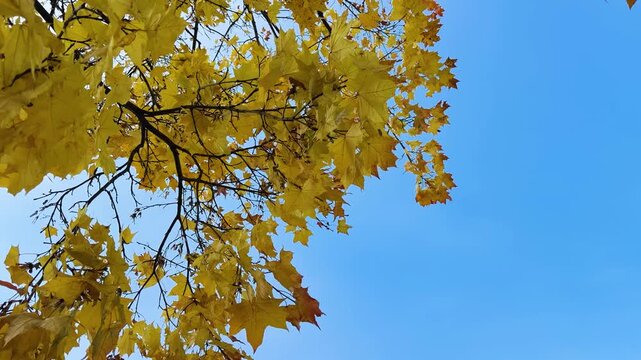 Overhead view of golden-yellow birch canopy with delicate branches and falling leaves against clear blue sky, bright midday light enhancing warm autumn tones and fine leaf detail, diagonal