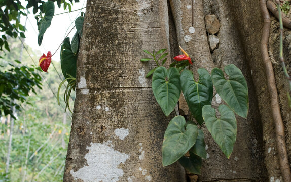 Anthurium Plant with Green Leaves and Red Flowers Growing on a Tree Trunk