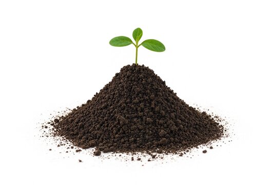 A small green sprout growing from a mound of dark fertile soil on a clean white background