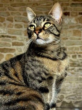 Chat fi&egrave;re devant un mur en pierre 