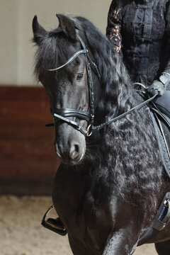 Black friesian dressage horse with classic bridle portrait in dark background