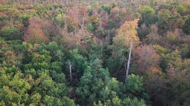 Overhead aerial view of mixed broadleaf woodland as canopy shifts from deep green to autumn yellow orange and red under warm low sun with leafless trunks rising up
