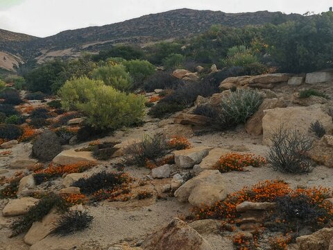 View of the arid landscape of Namaqualand covered in vibrant orange wildflowers and rocky outcrops in Springbok, Northern Cape, South Africa.