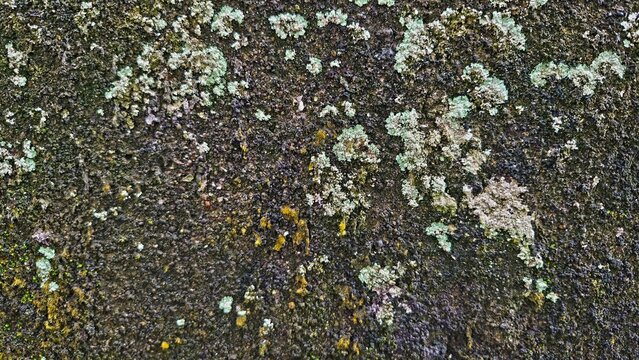 Close-up Texture of Moss and Lichen Growing on Old Concrete Wall