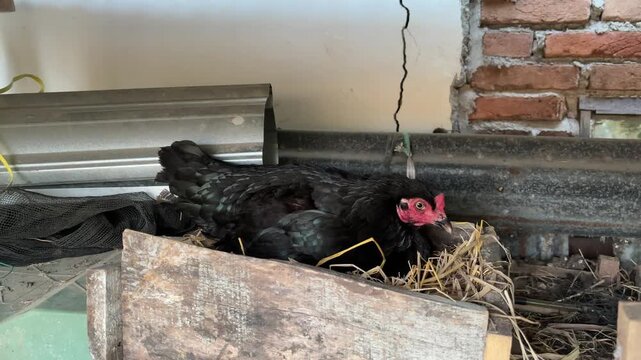 The hen is brooding on her eggs and is angry.