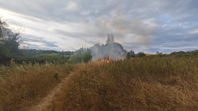 Wildfire Burning Dry Grass and Bushes 