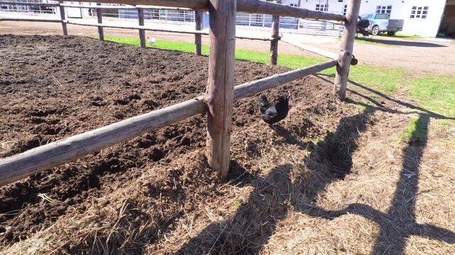 black roosters are walking around the arena with a black horse in the stall. Black roosters are strolling around the riding ring next to a black horse in a stall. Farm animals outdoors.